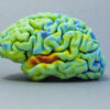 3D Printed Brain Tissue Shows Promise for Understanding Brain Function